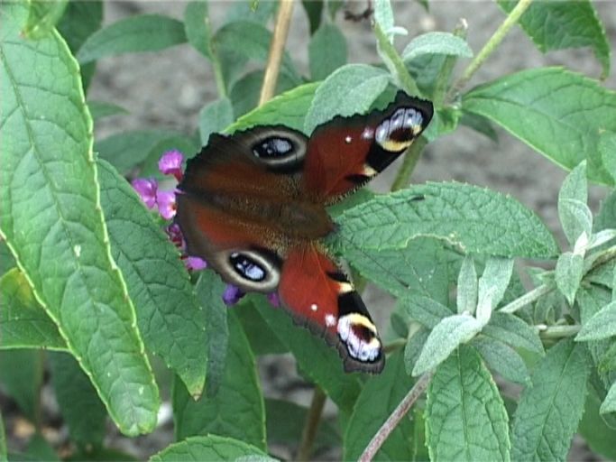 Tagpfauenauge ( Inachis io ), auf Sommerflieder : Moers, in unserem Garten, 11.09.2009
